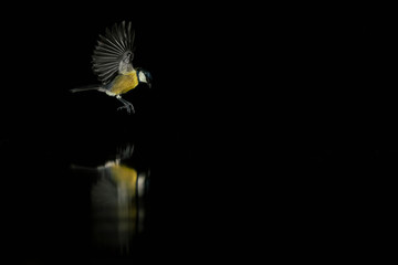Beautiful Great Tit (Parus major) flies low above a pool of water  in the forest of Drunen, Noord Brabant in the Netherlands. Black background. Reflection in the water. Night shot. Copy space.