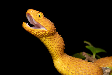 Colorful Bush Viper (Atheris squamigera) - Orange