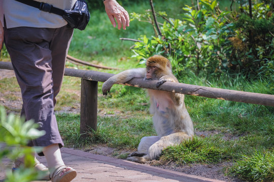 Barbary Macaque in Serengeti Park, zoo and leisure park in Germany