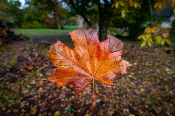 Orang wet maple leaf in autumn