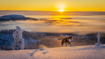 Siberian husky with sun in the mountains