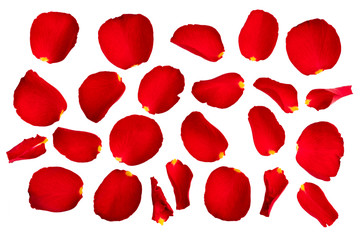 Red rose petals isolated on white background.