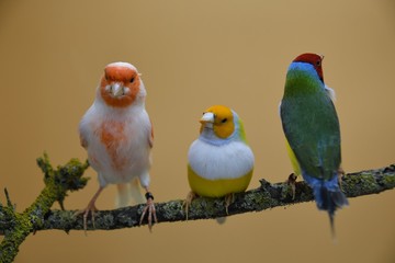 canario mosaico jilguero mayor diamantes de gould