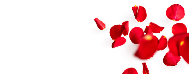 Red rose petals fly in the air.  Isolate on white background with space for text. Layout for Valentine's day cards, wedding, March 8, birthday, mother's Day. Wide banner.