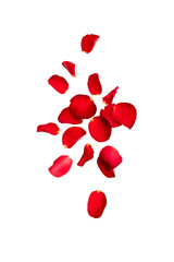 Red rose petals fly in the air.  Isolate on white background with space for text. Layout for Valentine's day cards, wedding, March 8, birthday, mother's Day