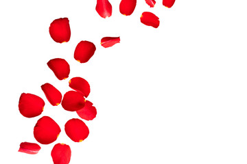 Red rose petals fly in the air.  Isolate on white background with space for text. Layout for...