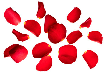 Red rose petals fly in the air.  Isolate on white background with space for text. Layout for...