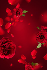 Flying petals and red roses on a red background with copy space. Creative floral levitation in the air nature layout. Spring blossom concept for wedding, women, Mother, 8 March, Valentine's day