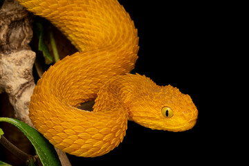 Colorful Bush Viper (Atheris squamigera) - Orange
