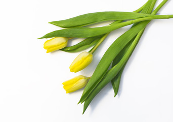 Bouquet of yellow tulips on white background