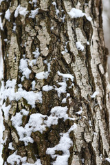 Fototapeta premium bark of trees covered with snow &nbsp;Tree trunk with large bark texture covered with snow on a winter cloudy day. Texture with bark and snow.