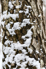 bark of trees covered with snow  Tree trunk with large bark texture covered with snow on a winter cloudy day. Texture with bark and snow.