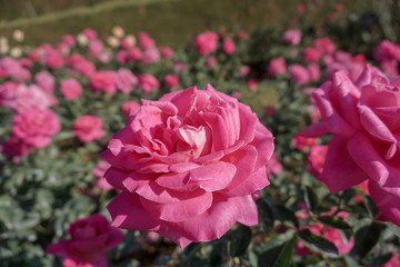 Pink rose in the garden