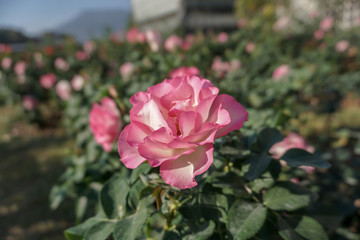 Pink rose in the garden