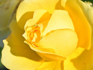 Look! Flowers are blooming. They are beautiful!