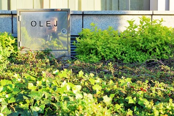 plants in greenhouse