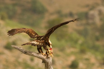 Spanish imperial eagle (Aquila adalberti), also known as the Iberian imperial eagle, Spanish or Adalbert's eagle feeding with a death rabbit.