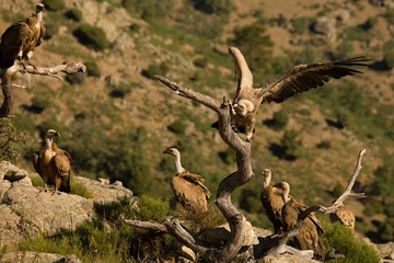 The group of Griffon vultures (Gyps fulvus) sitting on the grey rocks and on the branch.