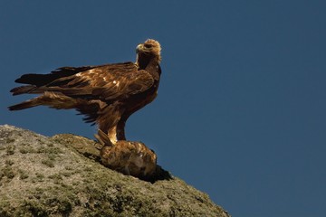 The golden eagle (Aquila chrysaetos) after hunt with the death rabbit.
