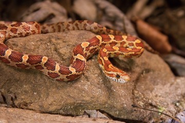 The corn snake is laying on the stone, dry grass and dry leaves round.