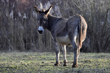 Donkey in a farm field