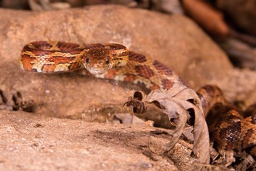 The corn snake is laying on the stone, dry grass and dry leaves round.