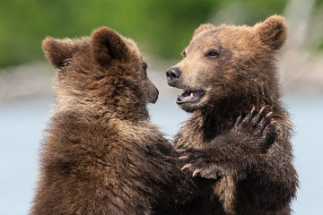 Obraz premium Ruling the landscape, brown bears of Kamchatka (Ursus arctos beringianus)