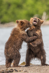 Fototapeta premium Ruling the landscape, brown bears of Kamchatka (Ursus arctos beringianus)