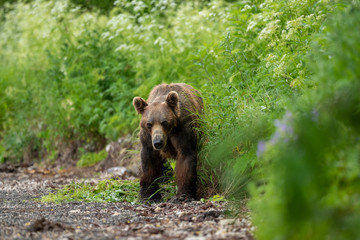 Ruling the landscape, brown bears of Kamchatka (Ursus arctos beringianus)