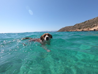 dog swimming on the beach concept of summer and holiday