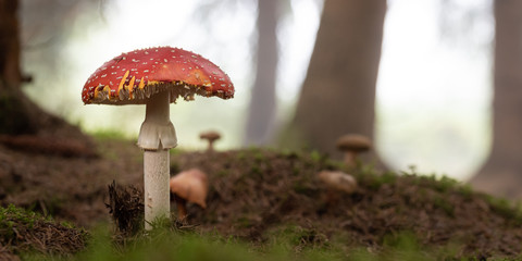 big fly agaric close up in a forest 3