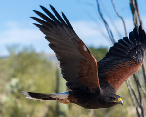 Flying Hawks against a blue sky