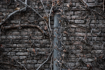 Wall covered with dry creeping branches © savelov
