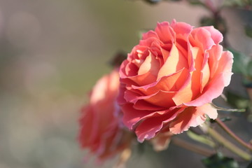 Obraz premium Look! Flowers are blooming. They are beautiful!