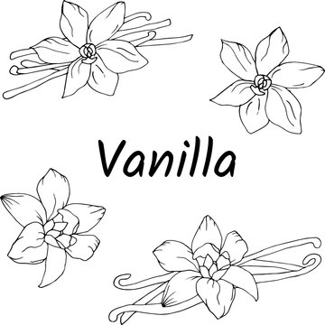Set of contour flowers and vanilla on a white background. Black and white vector botanical hand-drawn illustration.