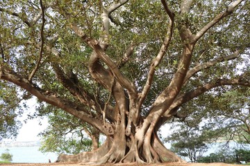 Old tree of Ficus macrophylla in Royal Botanic Gardens in Sydney, Australia
