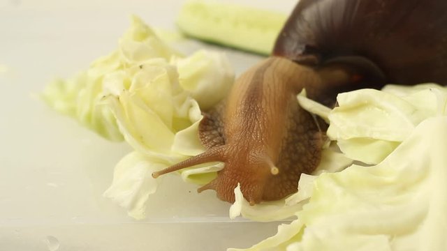 The giant Achatina snail crawled out of a large shell