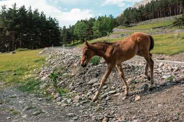 Obraz premium Wild horses grazes in a meadow at the foot of the Caucasus Mountains. Two horses background. In the field of scenic nature landscape