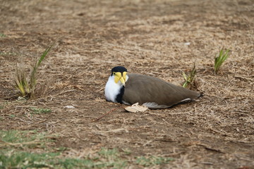 Vanellus miles in the botanical garden in Sydney, Australia