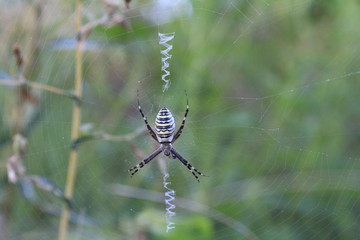 Spider hiding in the thickets of grass