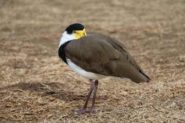 Vanellus miles in the botanical garden in Sydney, Australia
