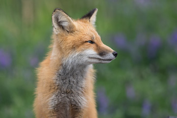Foxy profile