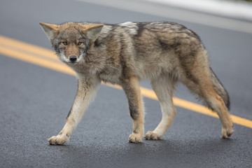 Obraz premium Coyote Crosswalk in the Cape Breton Highlands National Park.