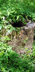 Ivy covered tree stump