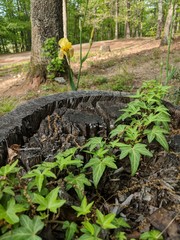 Obraz premium young plants in garden