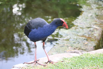 Purple swamphen in Royal Botanic Gardens in Sydney, Australia