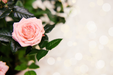 Fototapeta premium Invitation card from pink roses, a bouquet of flowers, bokeh. March 8 Greeting Card