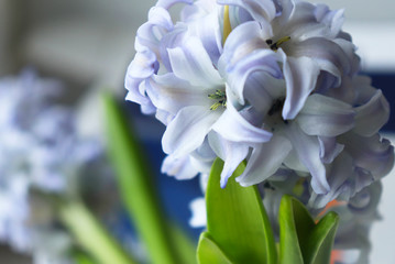 Lilac fresh beautiful hyacinth. Spring flowers as a gift to a woman. Selective focus. Close up.