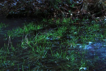 Grass in the ice