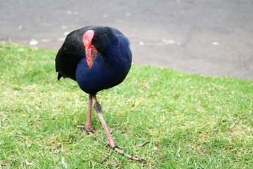 Porphyrio porphyrio in Royal Botanic Gardens in Sydney, Australia